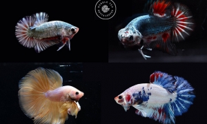 Bộ ảnh độc đáo về những chú cá Betta - Tháng 08/2017 Bộ ảnh độc đáo về những chú cá Betta - Tháng 08/2017