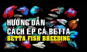 Chia sẻ cách ép cá betta đạt số lượng cao - Viết về cá betta 2018 Chia sẻ cách ép cá betta đạt số lượng cao - Viết về cá betta 2018