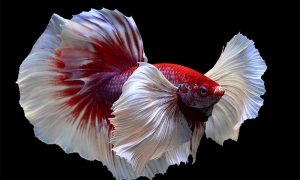Ngắm bộ ảnh cá Betta tuyệt đẹp của Nhiếp Ảnh Gia 8x HN Ngắm bộ ảnh cá Betta tuyệt đẹp của Nhiếp Ảnh Gia 8x HN