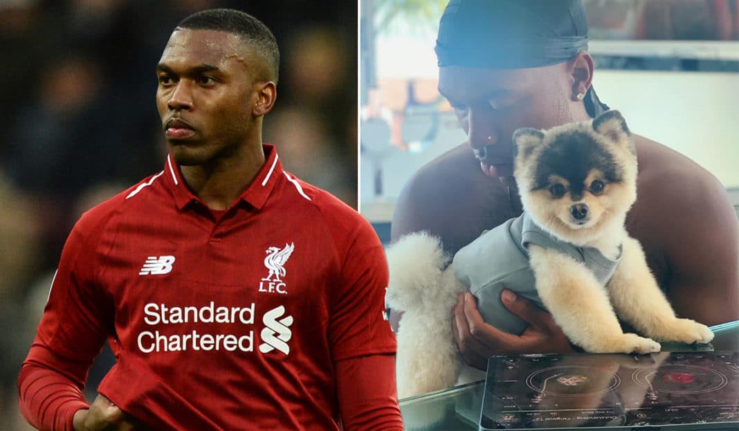 Sturridge đau lòng vì mất đi chú cún cưng Sturridge, Liverpool, trộm chó, kẻ trộm, sao Liverpool bị đột nhập vào nhà