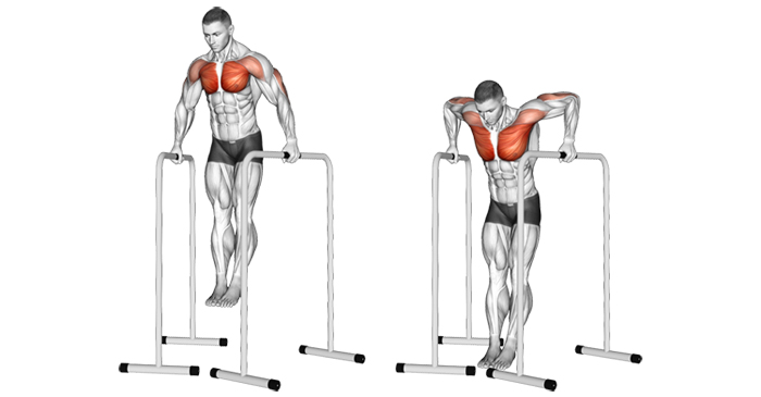 Parallel bar dips lịch tập gym giảm mỡ nhanh
