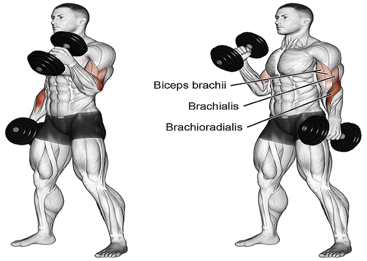 Hammer curls lịch tập gym tăng cân tăng cơ