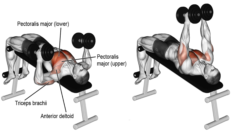 Decline presses lịch tập gym chi tiết hiệu quả