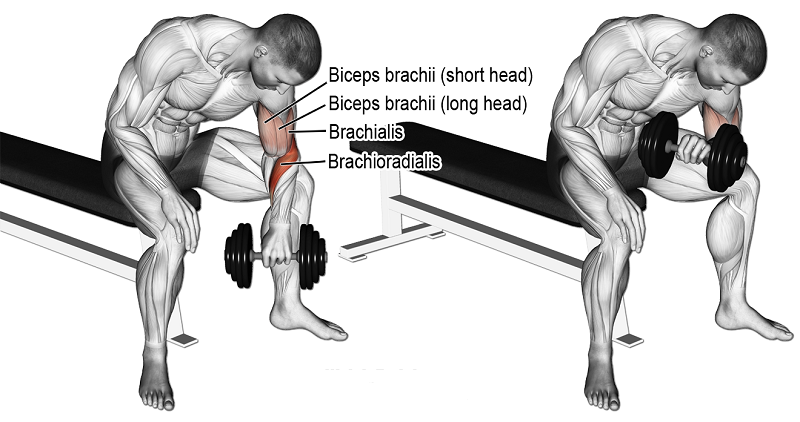 Concentration curls Lịch tập gym tăng cân