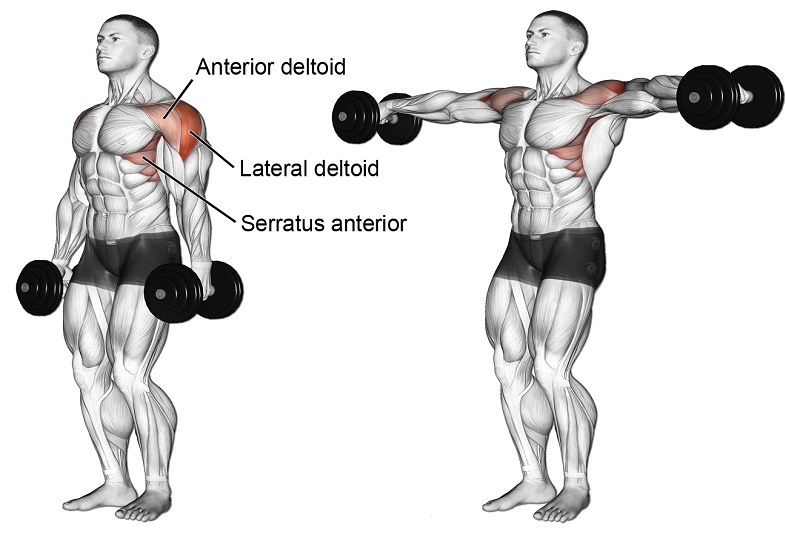 Lateral dumbbell raises lịch tập gym 1 tuần cho nam