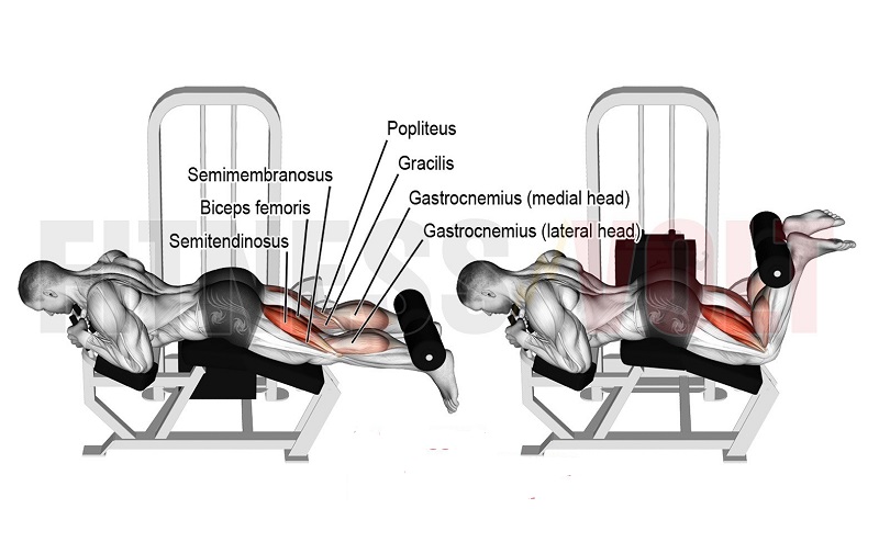 Lying leg curls lịch tập gym cho nam tăng cân tăng cơ