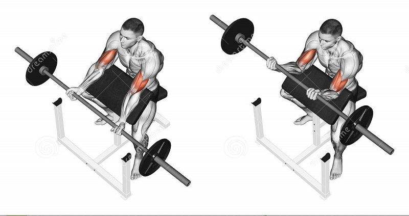 Preacher curls lịch tập gym giảm mỡ