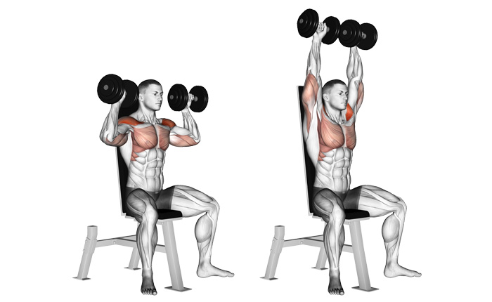Seated dumbbell presses giáo án tập gym