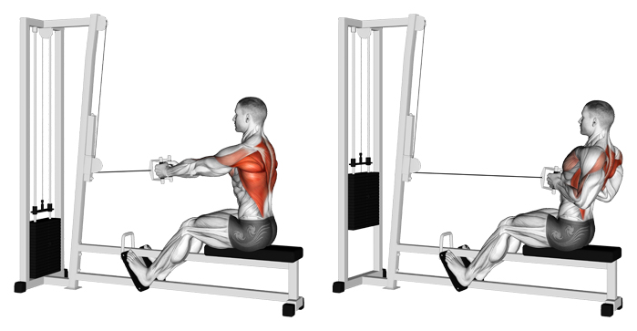 Seated rows lịch tập thể hình