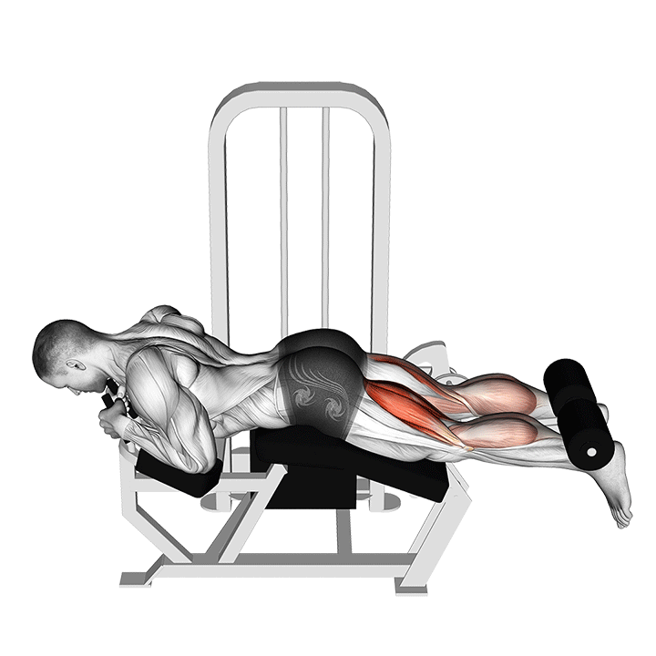 Lying Leg Curl – Nằm sấp, chân cuốn tạ cach chia lich tap gym