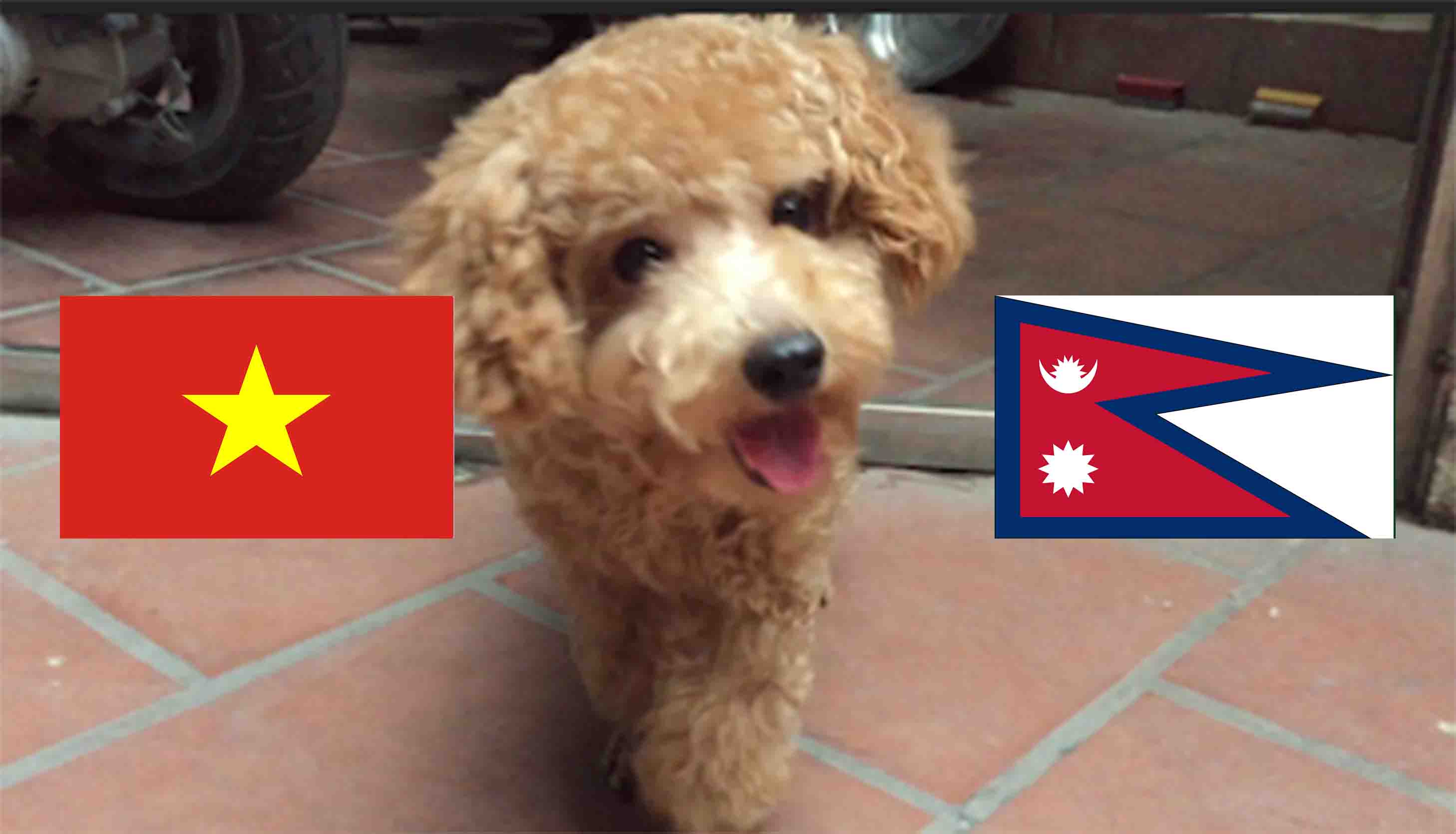 Chó tiên tri Hulk dự đoán kết quả Việt Nam vs Nepal. cho-tien-tri-hulk-du-doan-ket-qua-viet-nam-vs-nepal