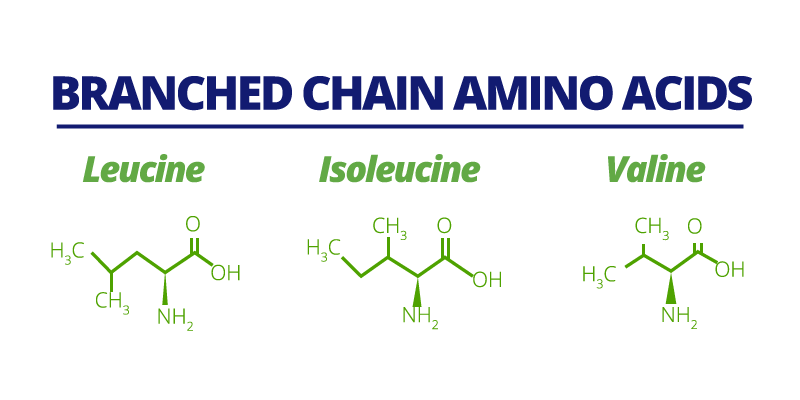 leucine, isoleucine và valine là ba loại Axit amin chuỗi nhánh quan trọng tổng hợp nên cơ bắp ở người