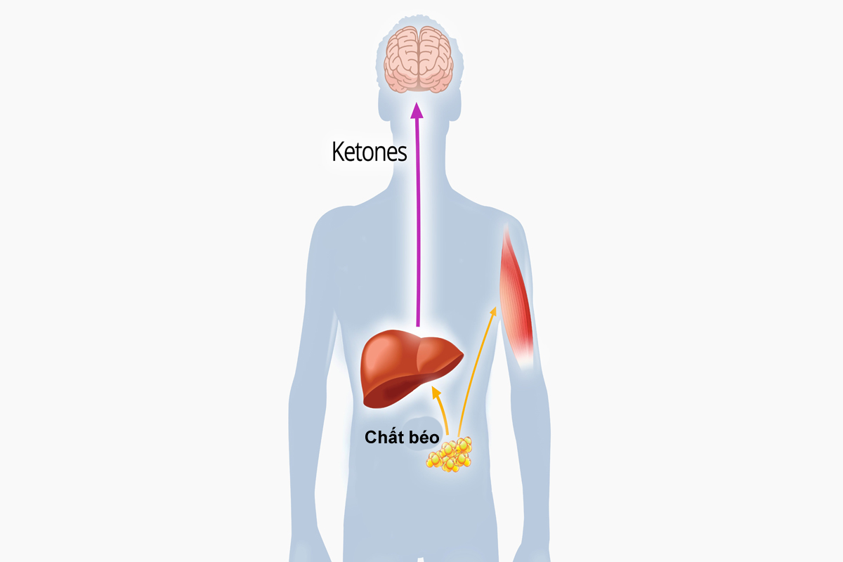 Bản chất của ăn kiêng keto