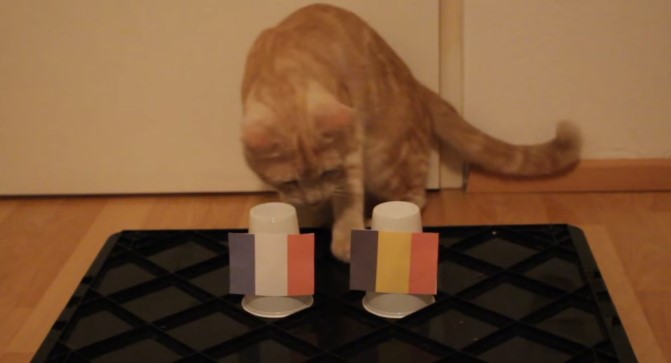 Mèo tiên tri Zen-Cat dự đoán kết quả Pháp vs Bỉ, dự doán Pháp vs Bỉ, tiên tri Pháp vs Bỉ, soi keo wc, soi keo Pháp vs Bỉ